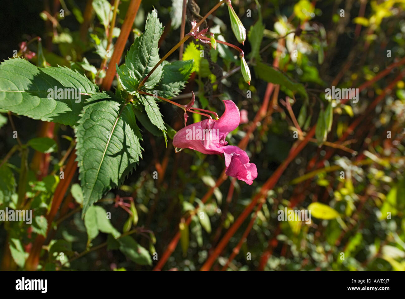 Impatiens glandulifera Emscherorchidee  Balsaminaceae, indian flower Stock Photo