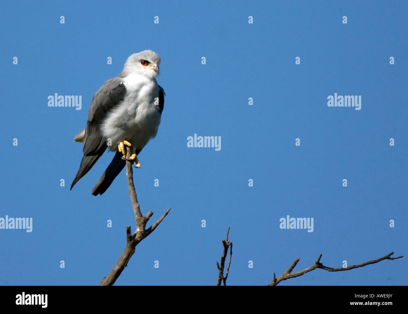 Black Winged Kite (elanus caeruleus) aka Black Shouldered Kite