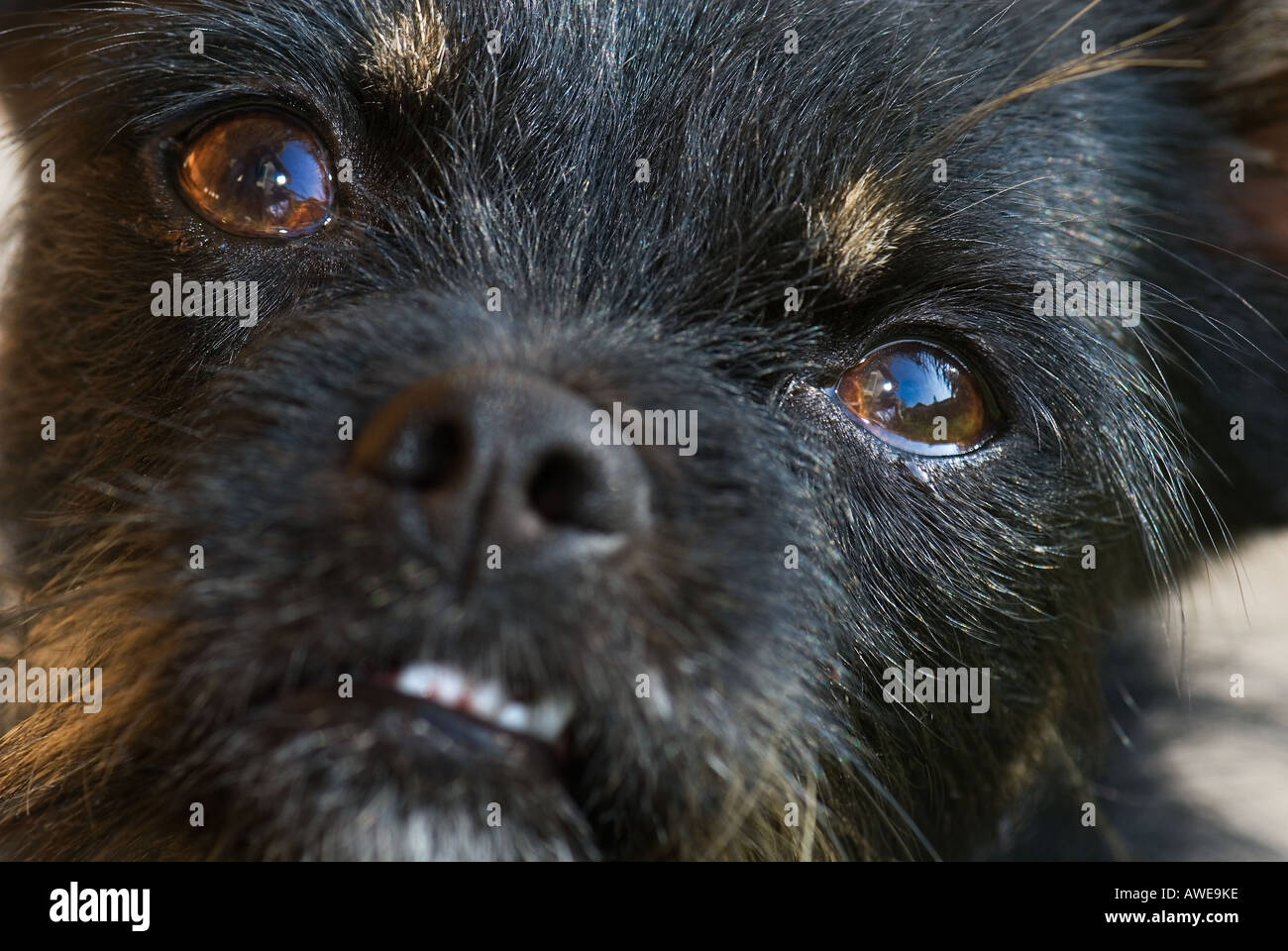 Dogs Face Angry Blue Eyes Chihuahua Chiwawa Stock Photo Alamy