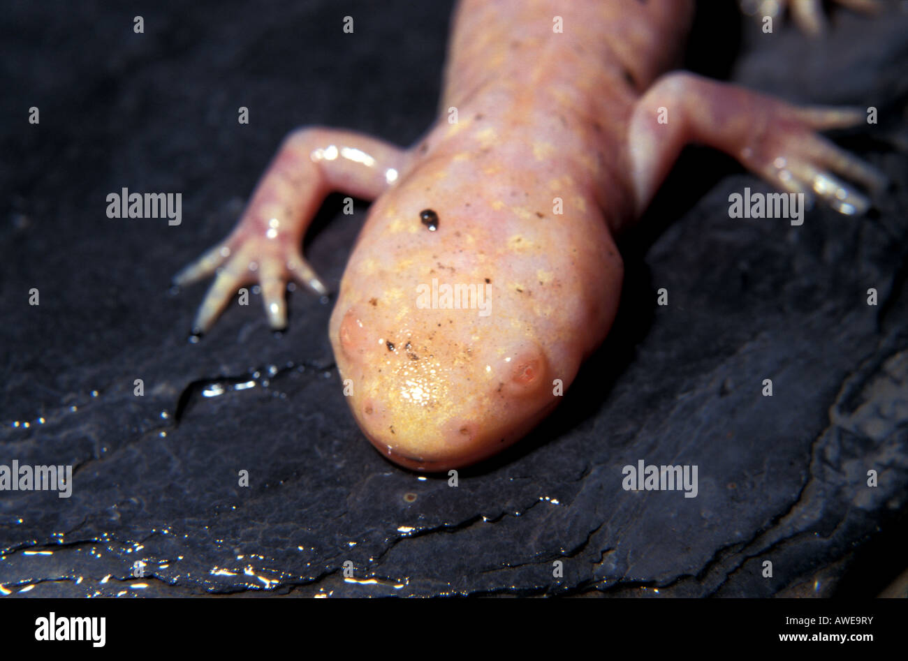 Ambystoma mexicanum, axolotl, albino, adult Stock Photo - Alamy