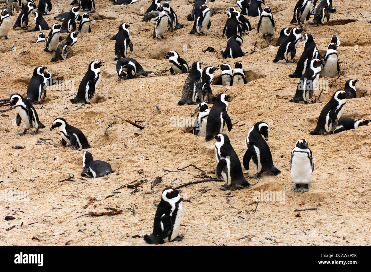 Colony, African penguin, Spheniscus Demersus, Boulders Beach, Simon's Town, Western Cape Province, South Africa Stock Photo
