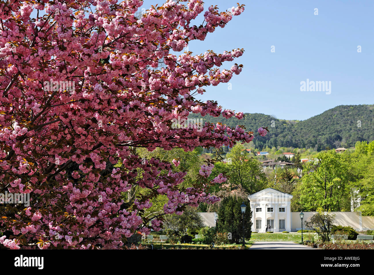 Japanese Cherry Tree (Prunus serrulata) and baroque orangery in Doblhoff Park, Baden, Lower Austria, Austria, Europe Stock Photo