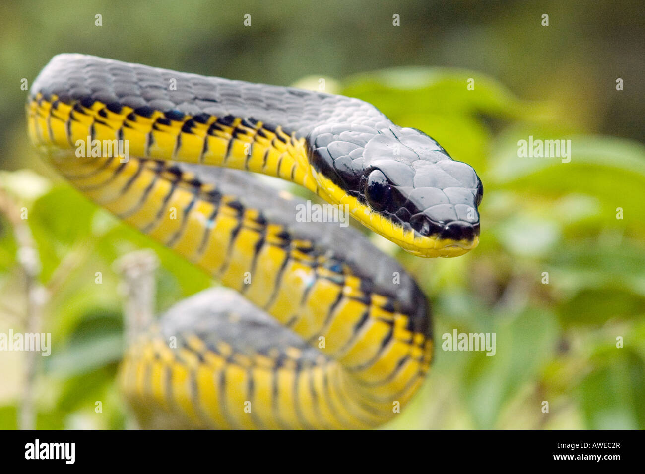 Large bird eating snake pseustes poecilonotus hires stock photography and images Alamy