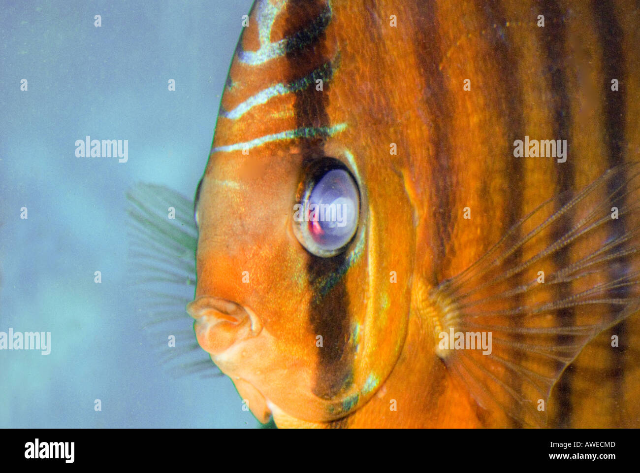 turbidity dullness illness sickness malady eyedisease eye disease at