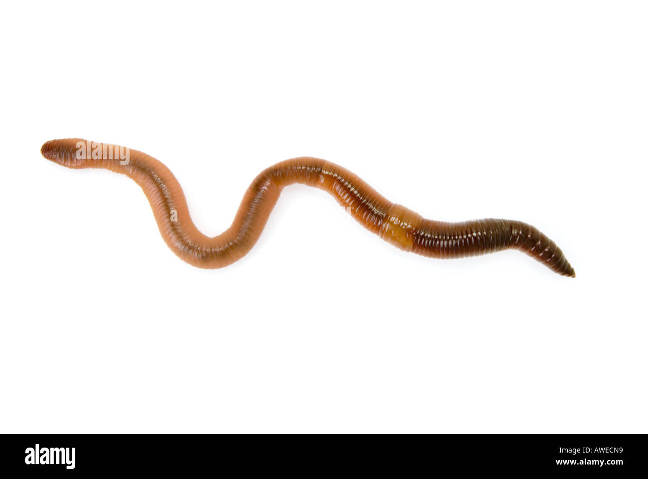 1 one big earthworm WORM wurm regenwurm on white background cutout cut out Stock Photo