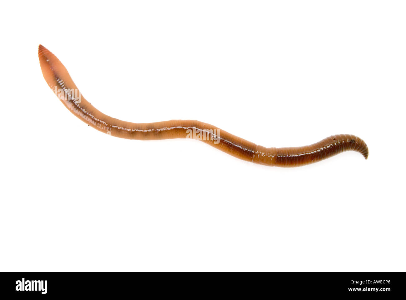 Earthworm dung Cut Out Stock Images & Pictures - Alamy