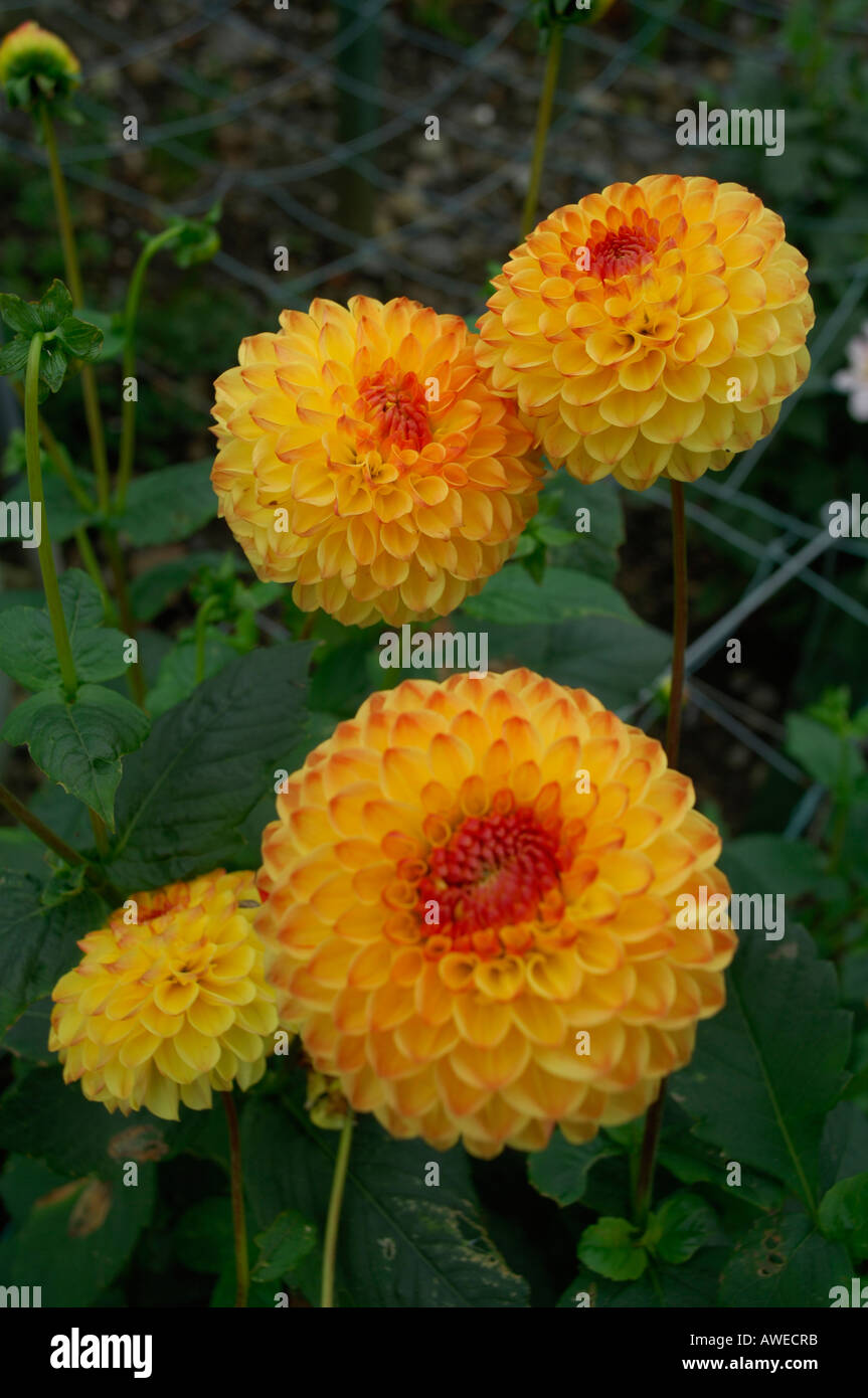 2 dahlias hi-res stock photography and images - Alamy