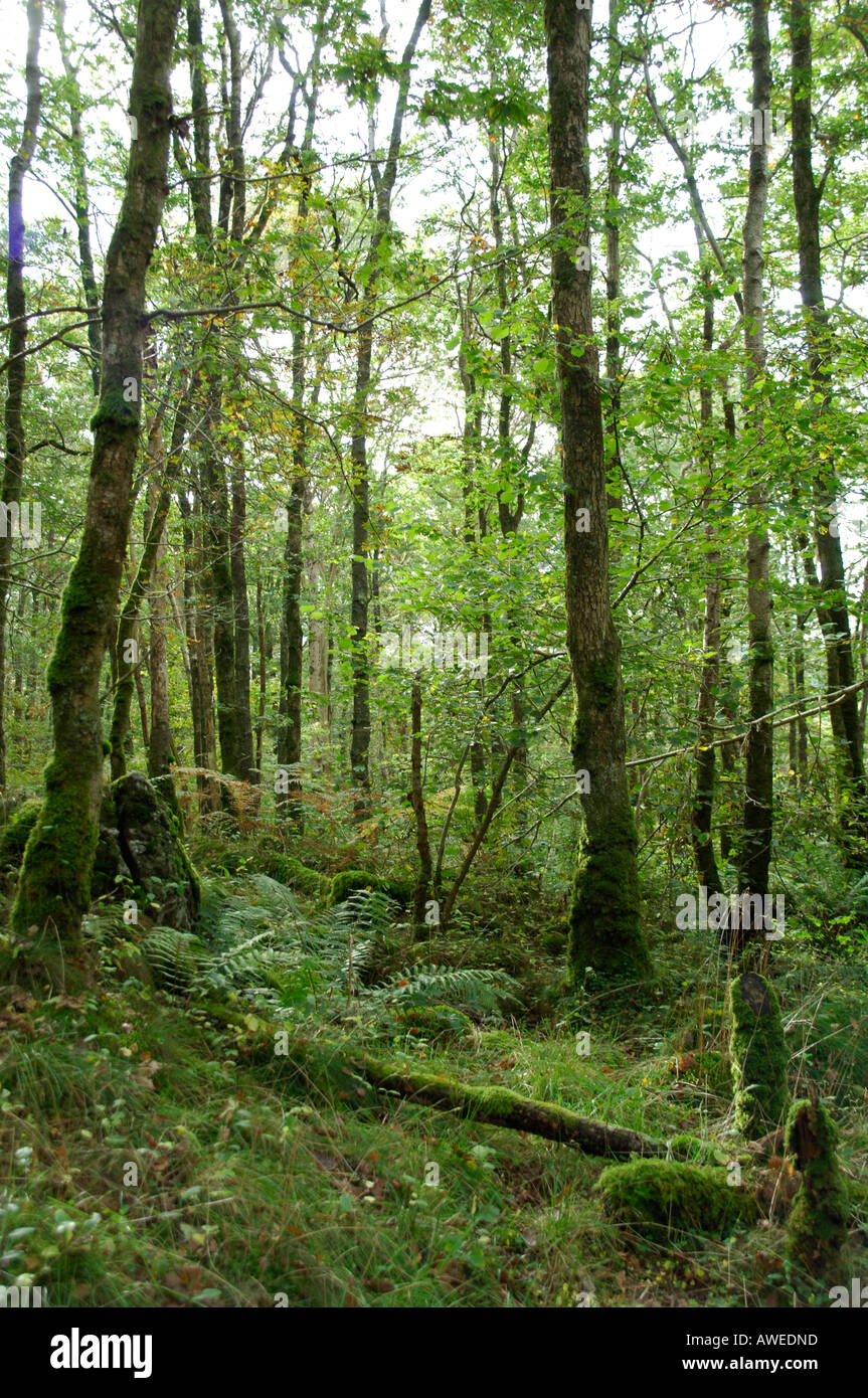 Cree Woodland Stock Photo Alamy