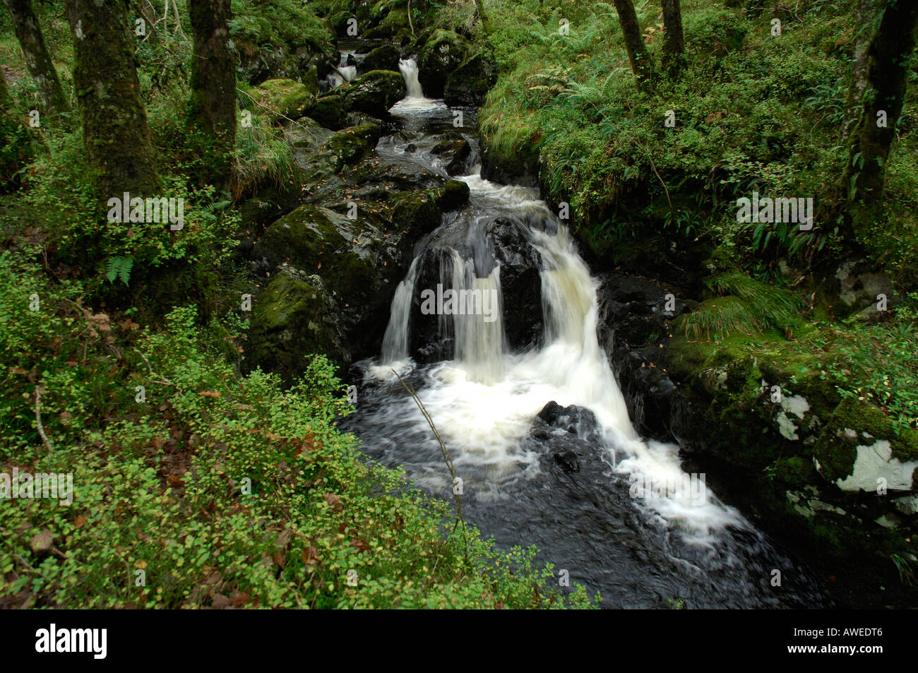 Woods of cree hi-res stock photography and images - Alamy