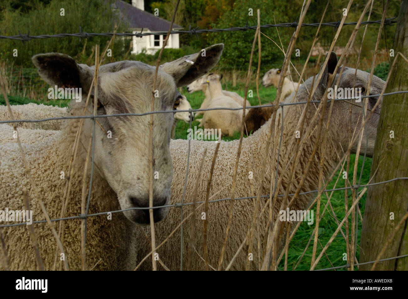 Sheep behind barbed wire Stock Photo Alamy