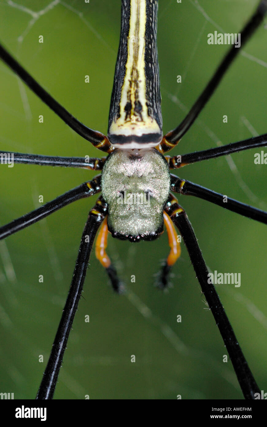 Giant Golden Orb Spider in the Sinharaja Rainforest, Sri Lanka Stock