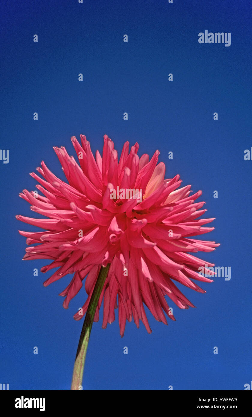 Dahlia 'Kenora Majestic' against a blue sky Stock Photo