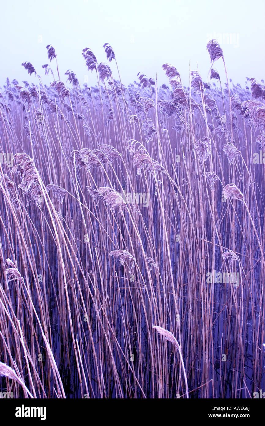 Among the long grass in the wetlands of Lough MacNean on a cold February morning, near Blacklion, County Cavan, Ireland Stock Photo