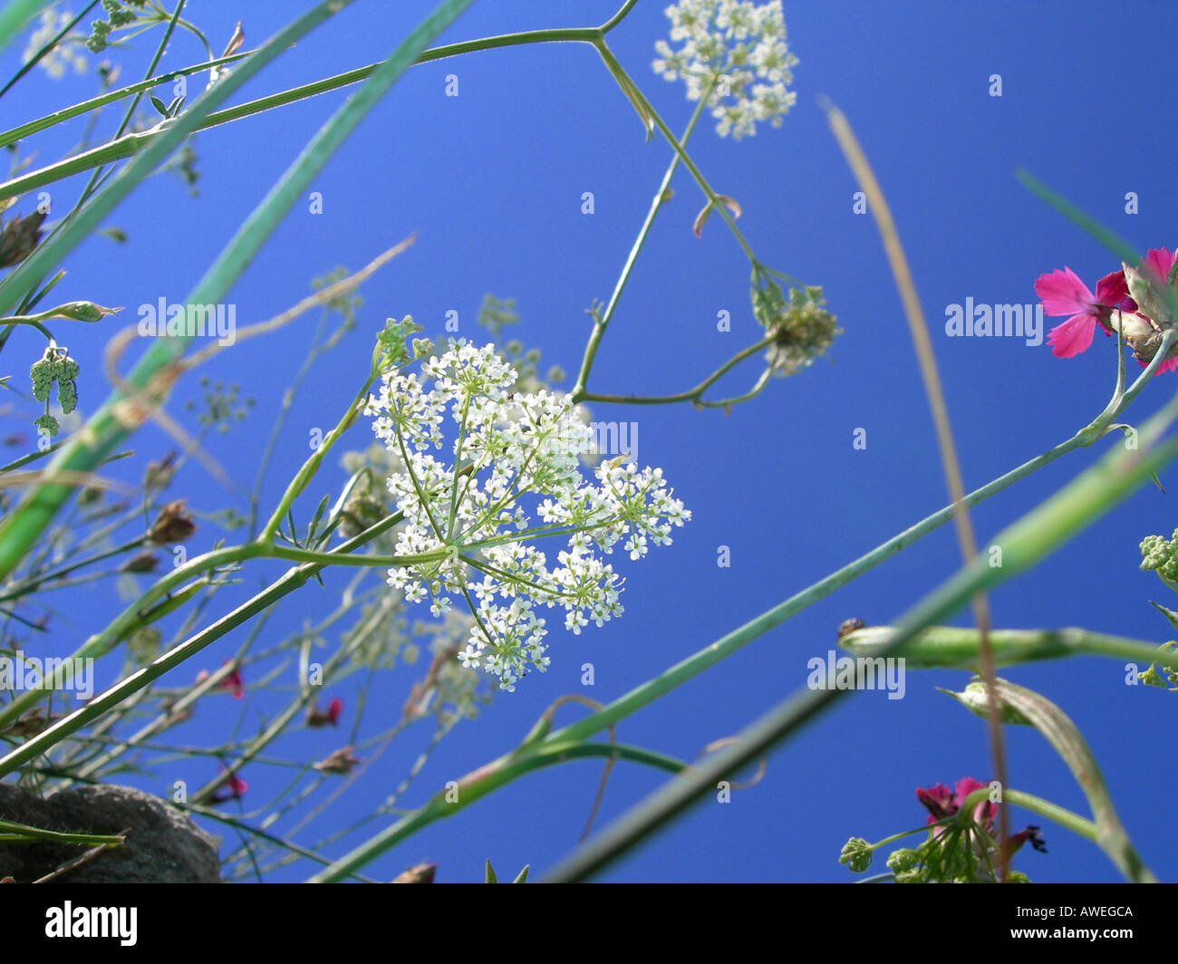 wild flowers meadow Stock Photo - Alamy