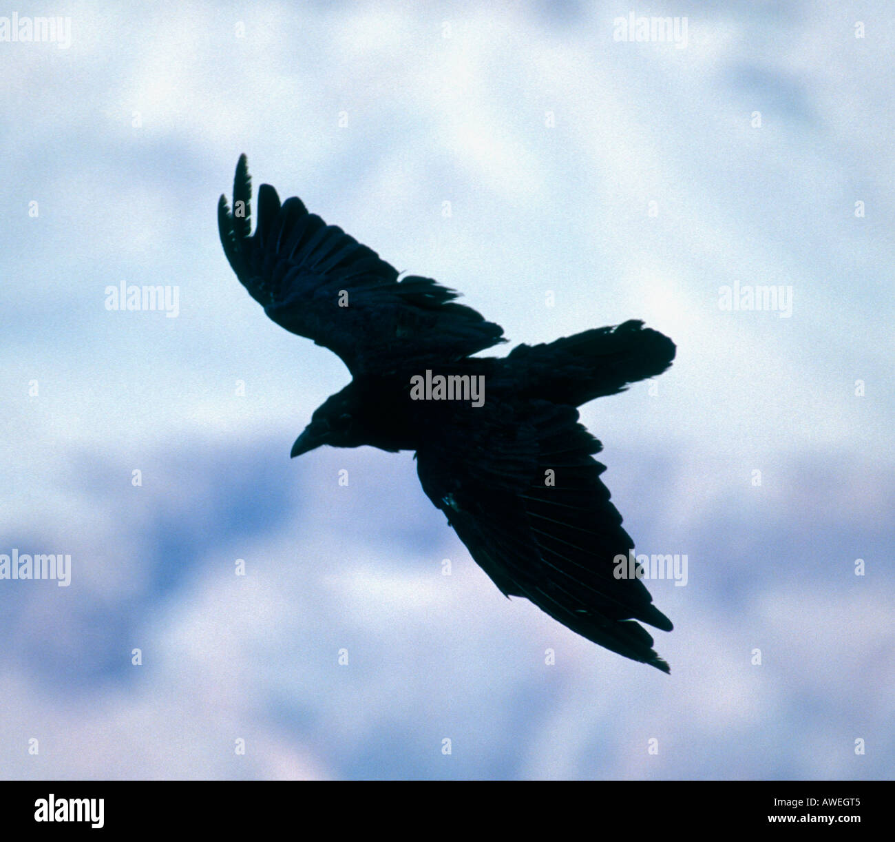 Raven flying arizona hi-res stock photography and images - Alamy