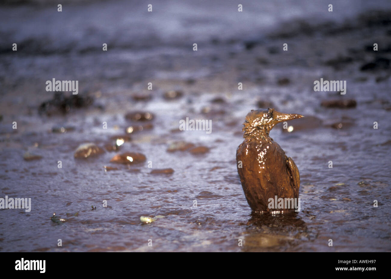 Oiled Guillimot on Manobier Beach South Wales following Sea Empress oil spill Stock Photo