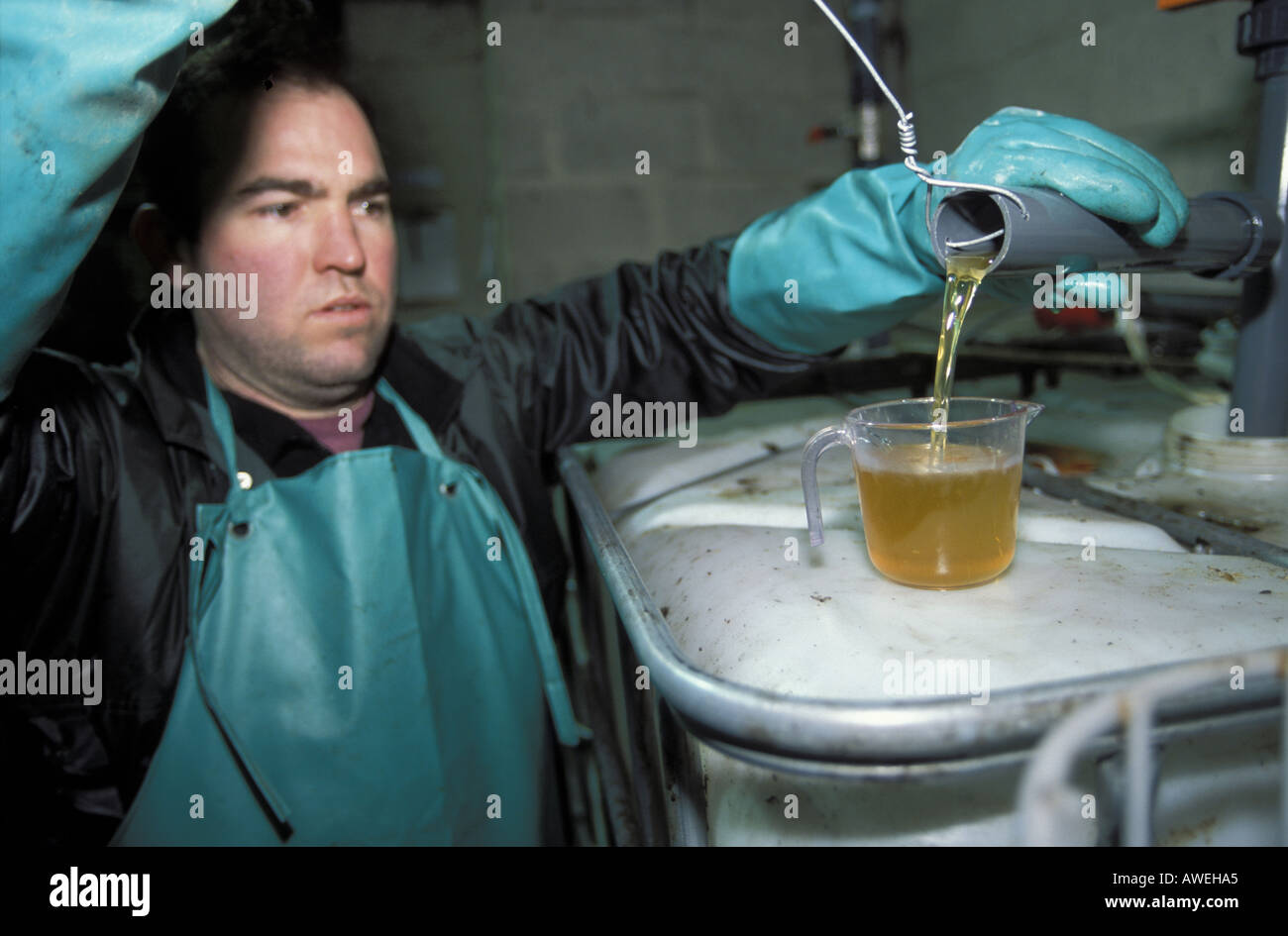 Checking quality of used cooking oil that has been converted into Bio Diesel at Bank Farm Aldington Kent Stock Photo