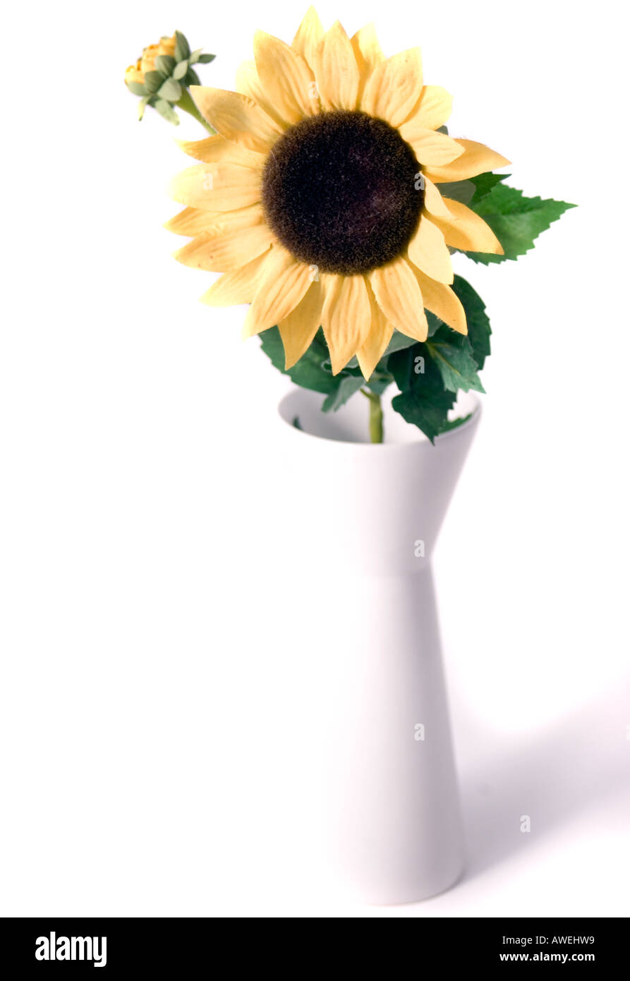 Close up of a Sunflower Stock Photo