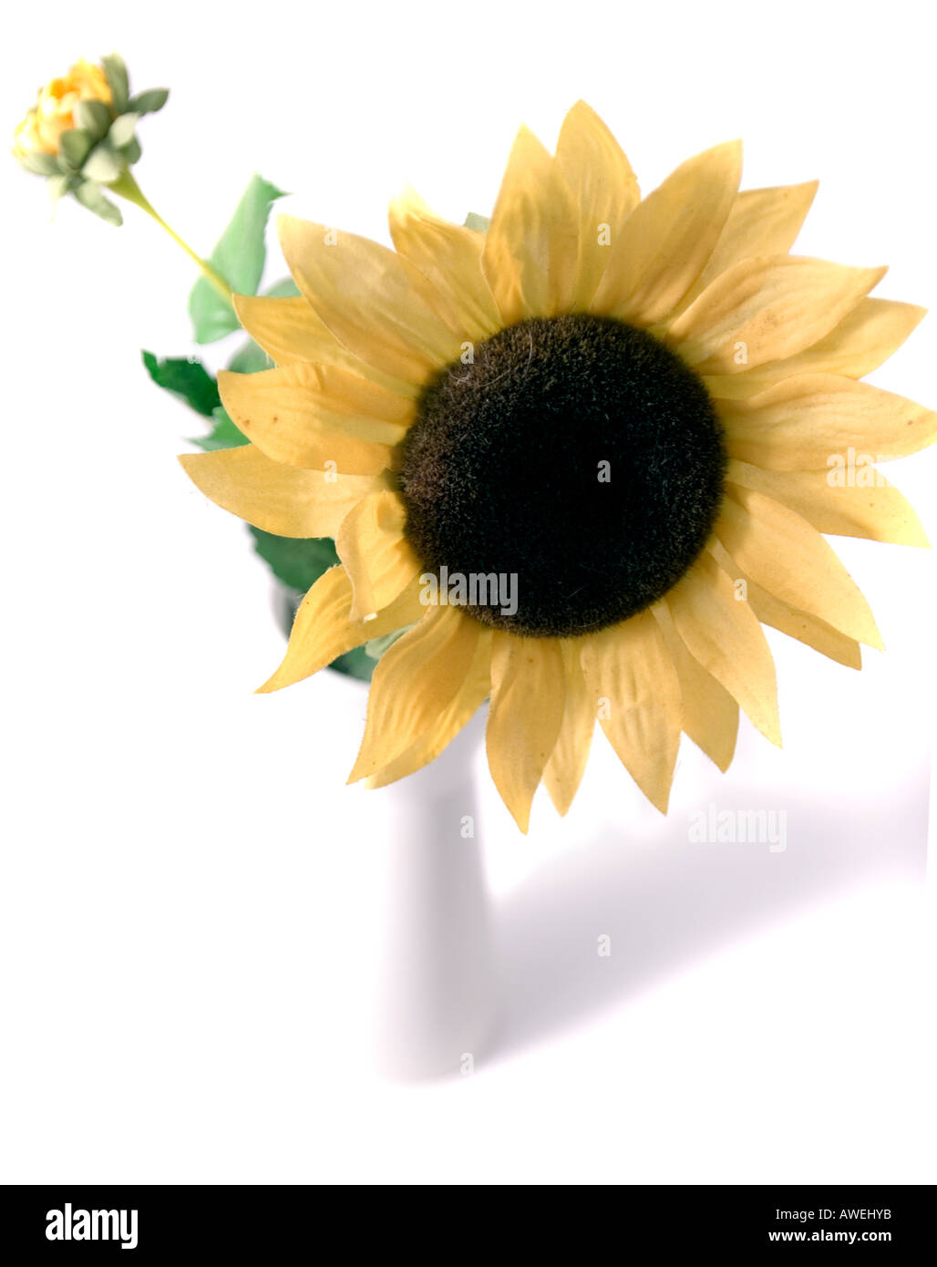 Close-up of a Sunflower Stock Photo