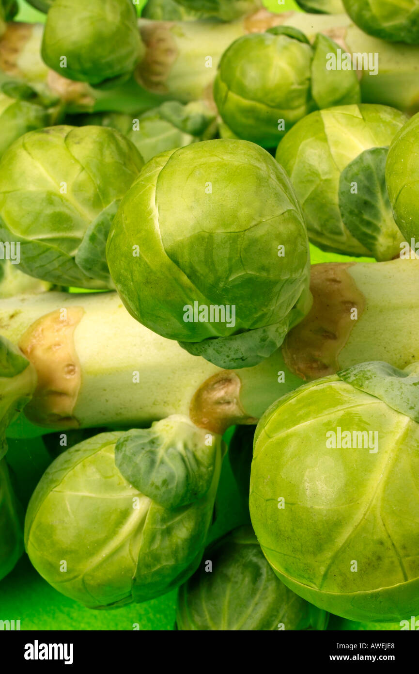 BRUSSEL SPROUTS ON STALK Stock Photo Alamy