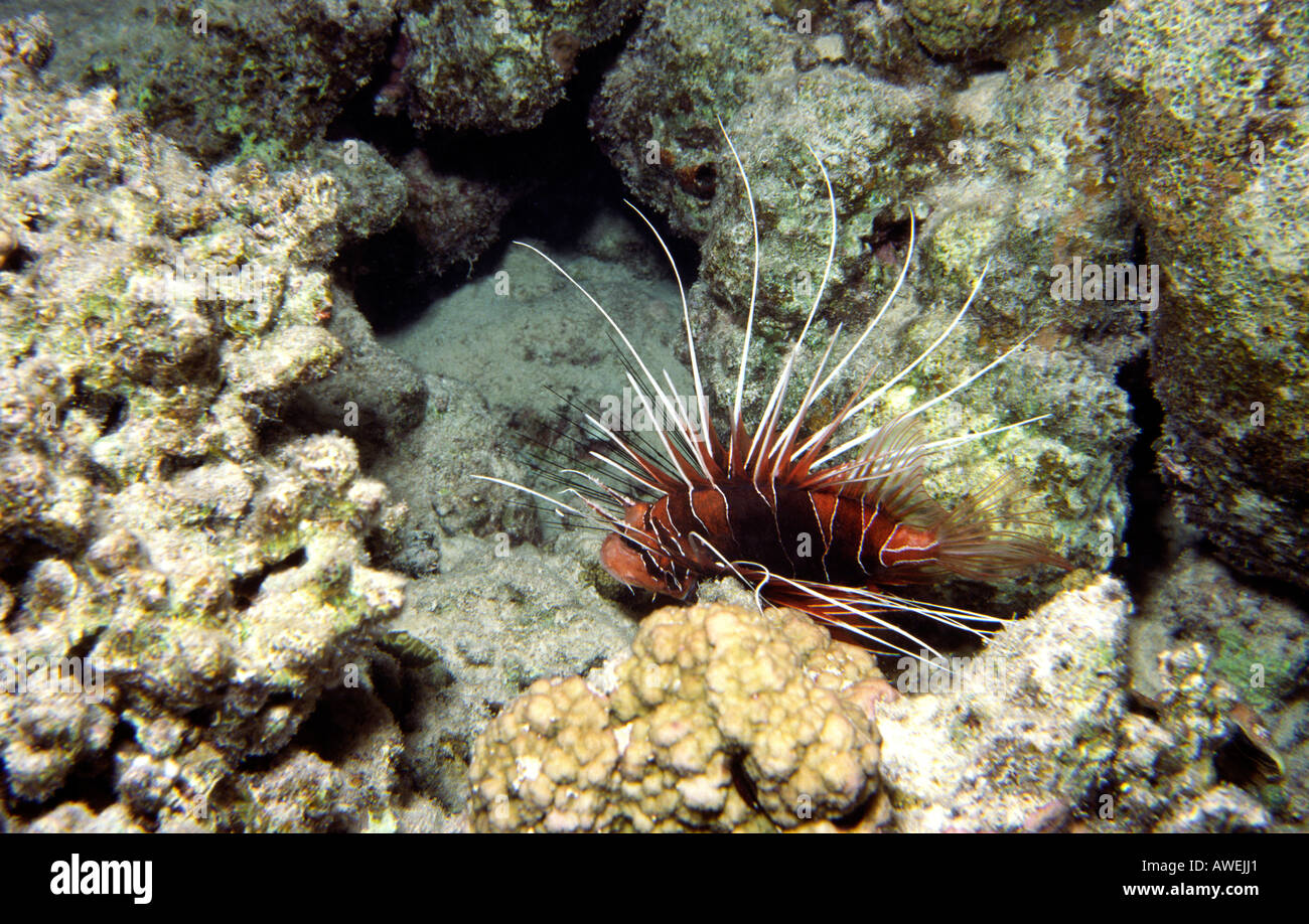Egypt Red Sea Red Lion Fish Pterois radiata dangerous to humans poisonous spines Stock Photo