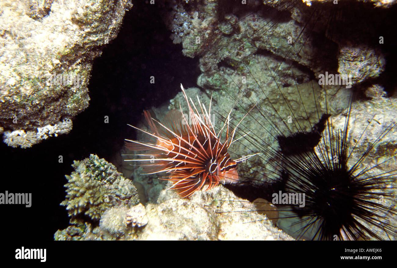 Egypt Red Sea Red Lion Fish Pterois radiata poisonous spines are dangerous to humans Stock Photo