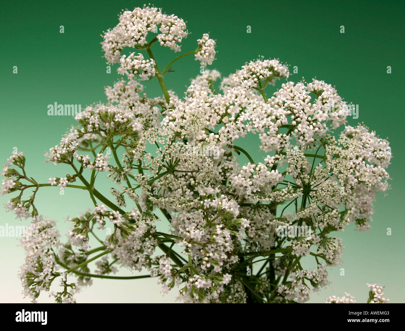 bloomer blooming valerian Valeriana officinalis medical plant sedative calming effect promotion of sleep inhibition of fears Stock Photo