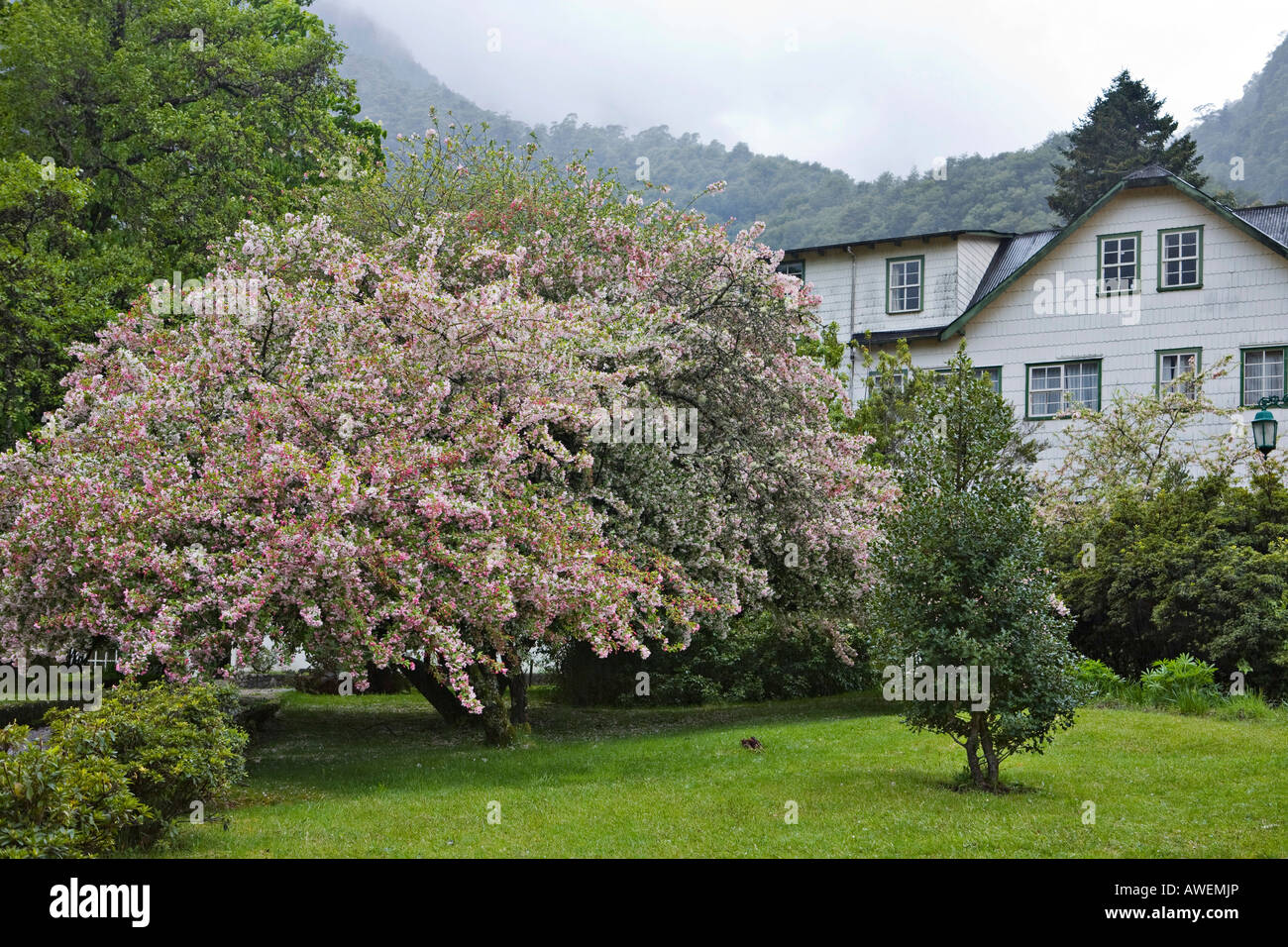 Trees and bushes blossoming in springtime at a hotel in Puella, Lago Todos los Santos, Region de los Lagos, Chile, South America Stock Photo