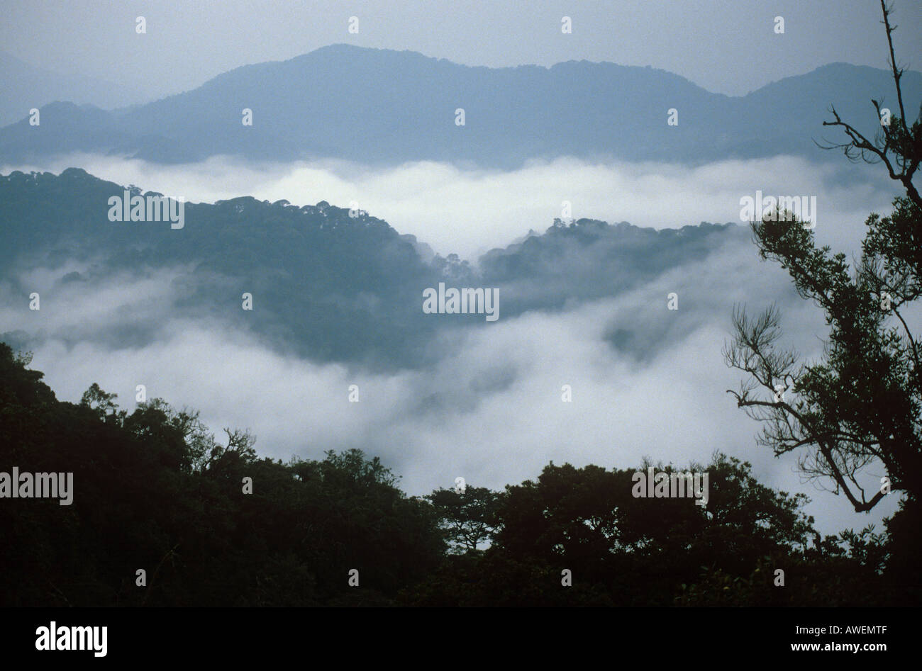 rain forest - fog Stock Photo - Alamy