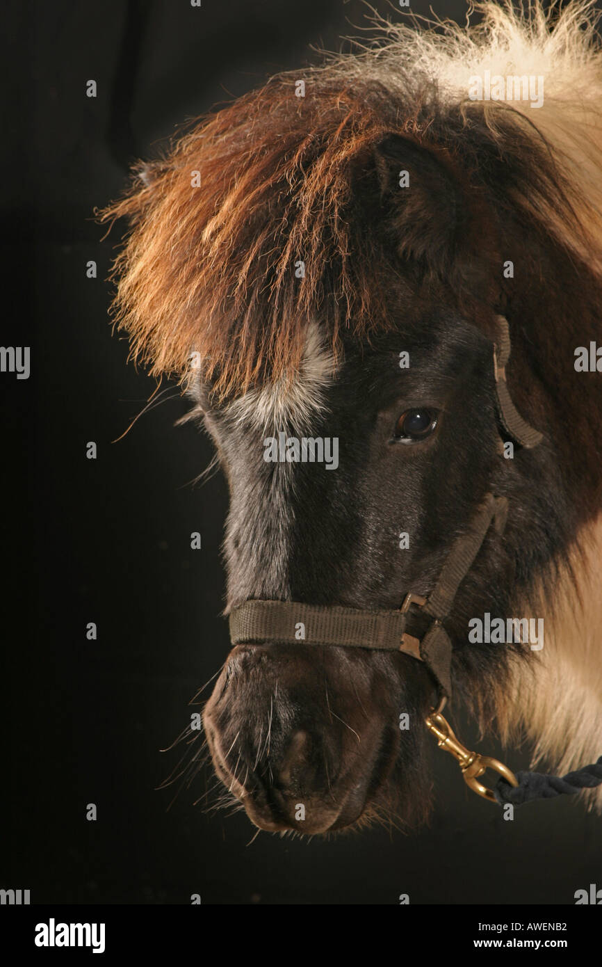 Piebald Shetland Pony Foal Stock Photo