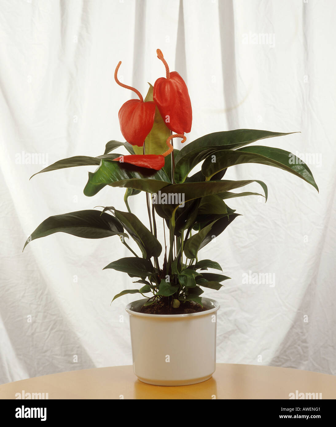 Flamingo anthurium scherzerianum hi-res stock photography and images - Alamy