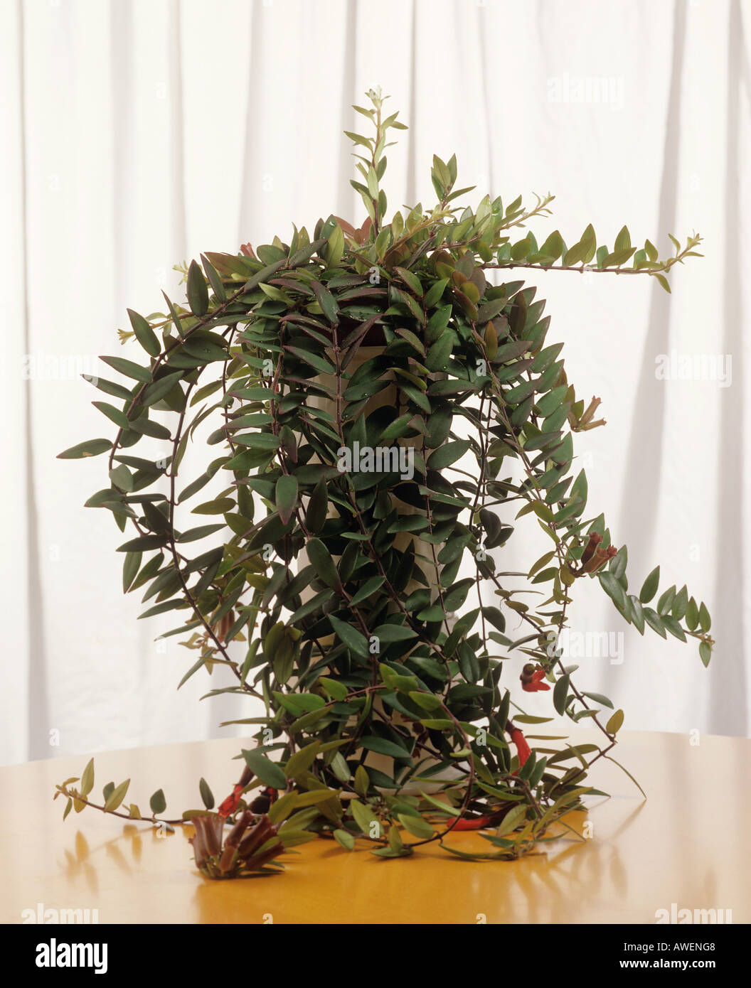 lipstick plant / Aeschynanthus lobbianus Stock Photo