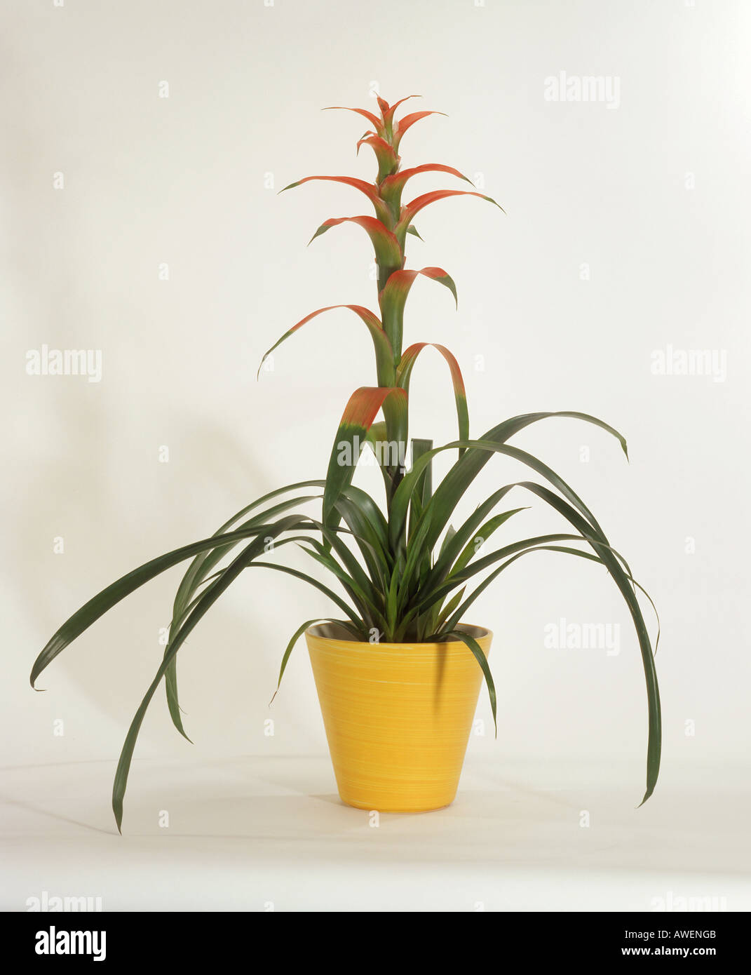 bromeliad flower / Guzmania Stock Photo