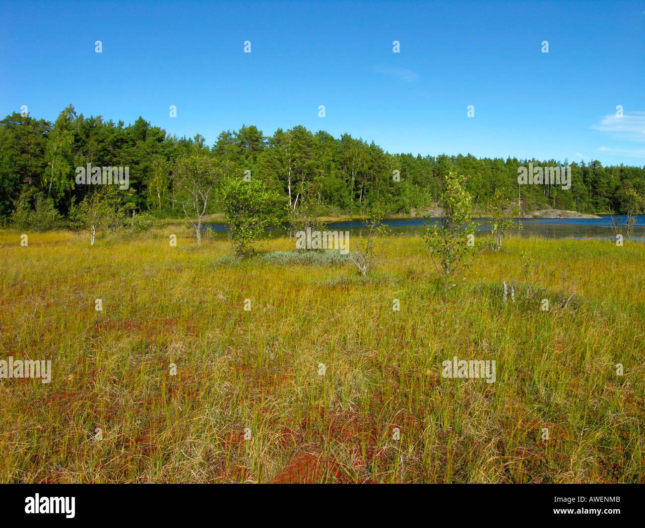moor and lake in forest in southern coast of Finland on the island Kemio Kimito in Taalintehdas Dalsbruk Stock Photo