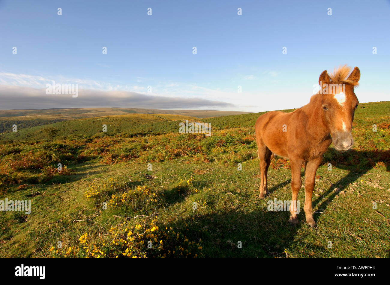 Dartmoor Pony Trek High Resolution Stock Photography and Images Alamy