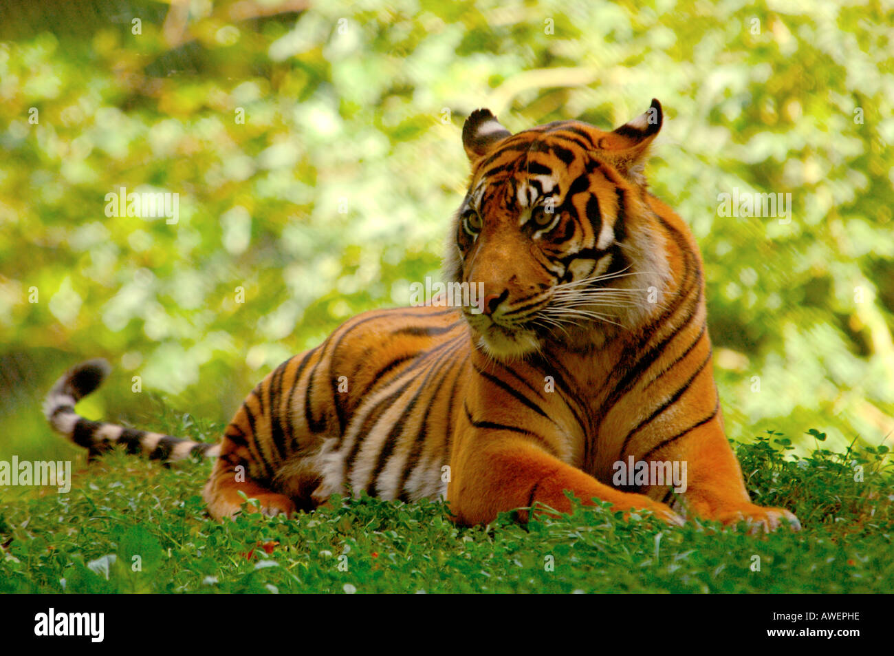 Adult Siberian Tiger looking alert resting on a grass bank with dappled light coming through trees behind Stock Photo