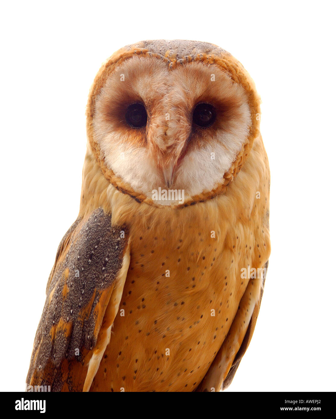Contemporary style close up portrait of a European Barn Owl Tyto alba against a plain stark white background Stock Photo