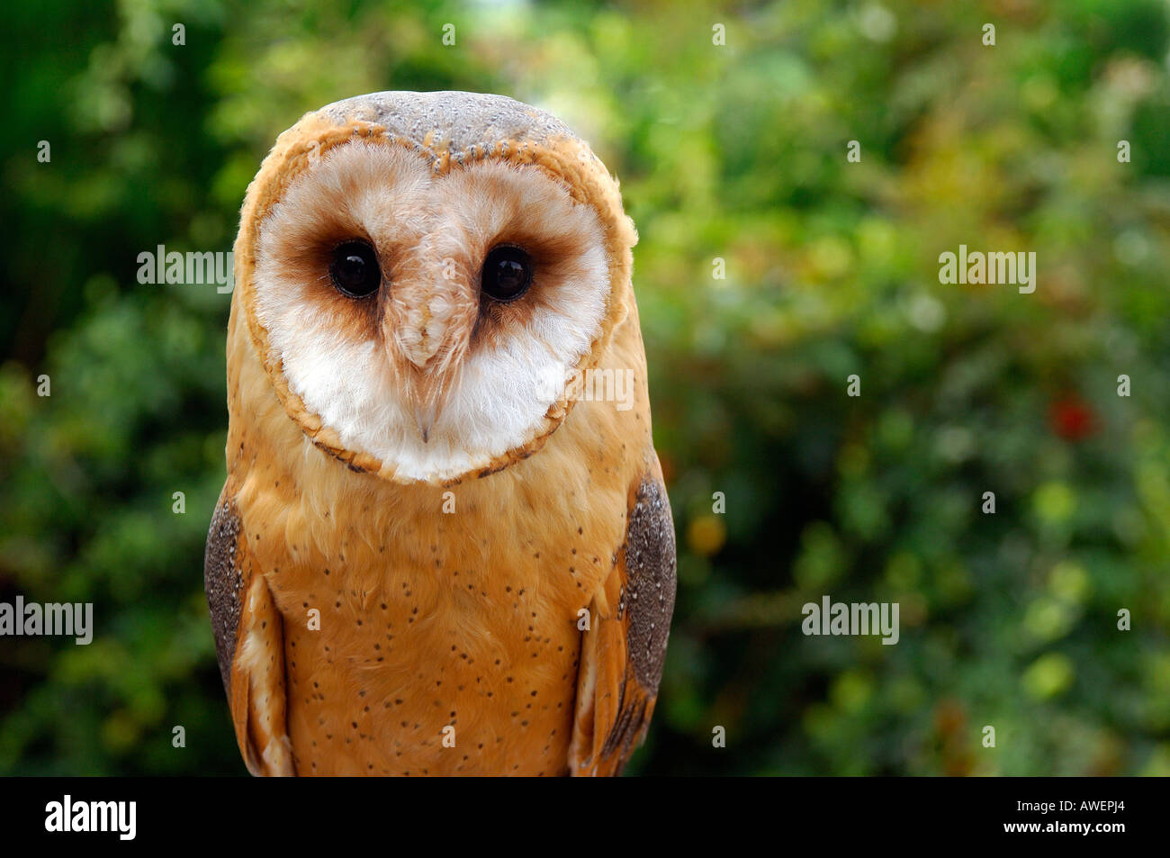 Close up portrait of a European Barn Owl Tyto alba against a woodland background staring straight ahead Stock Photo