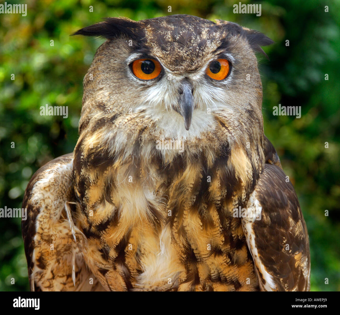 Close up portrait of an Eagle Owl Bubo Bubo against a woodland background Stock Photo