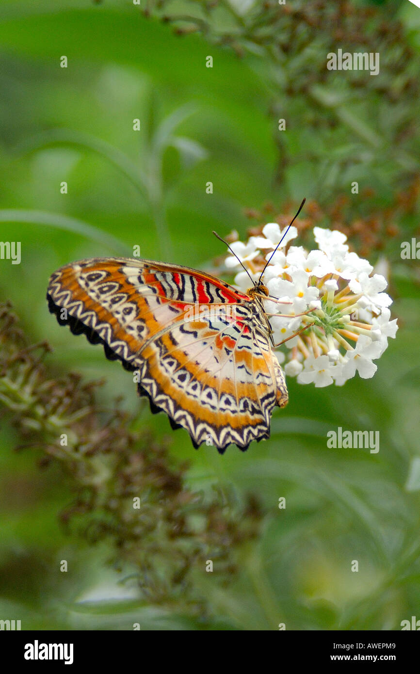 Tropical Lacewing butterfly Cethosia biblis settled on cluster of small white flowers Stock Photo