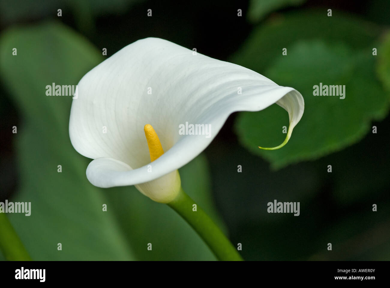 arum lily in garden Stock Photo Alamy