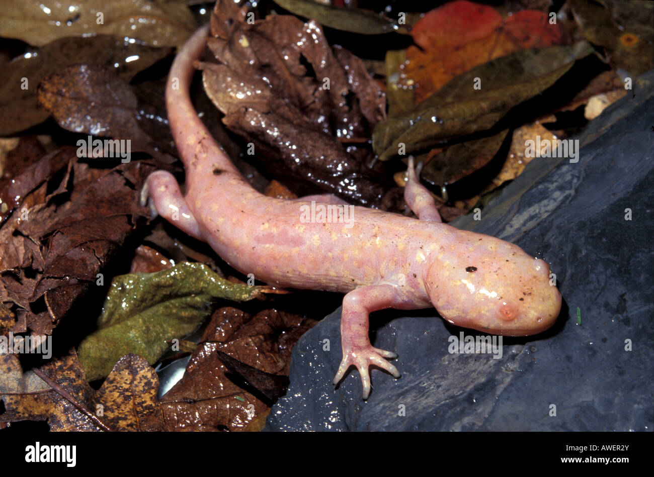 Full Grown Axolotl