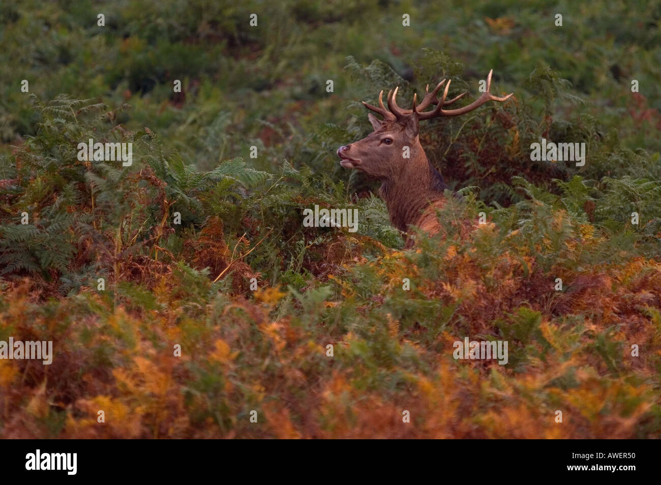red deer stag Cervus elaphus in bracken autumn 2005 Stock Photo