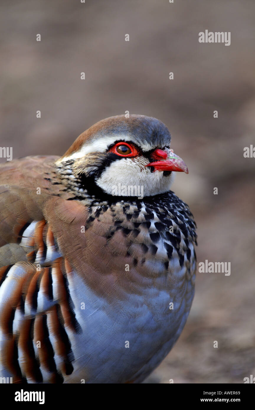 Red legged partridge Alectoris rufa cornwall autumn 2005 Stock Photo