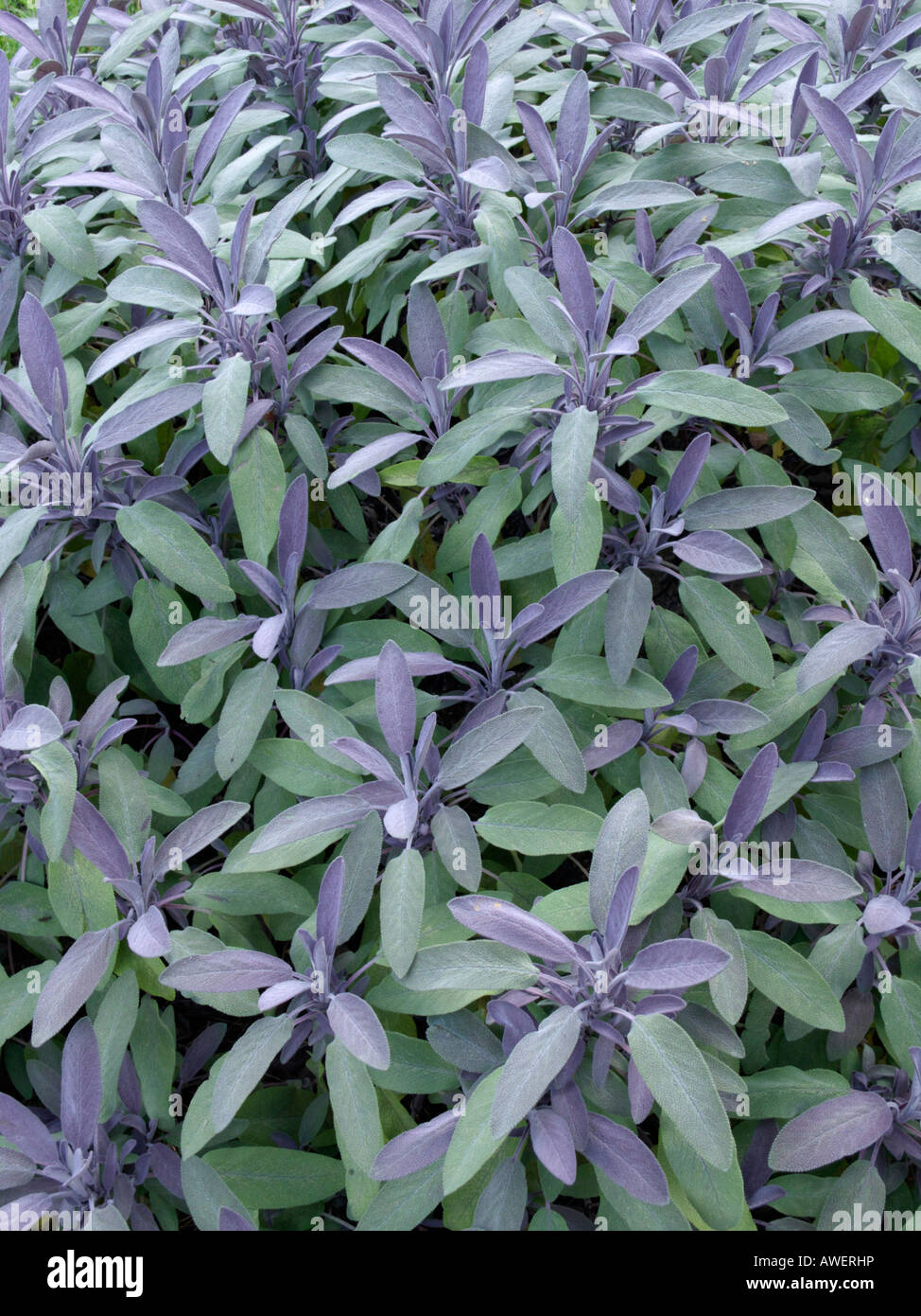 Common sage (Salvia officinalis 'Purpurascens') Stock Photo