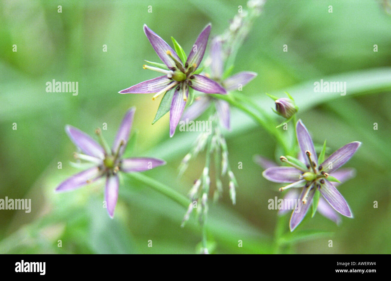 Close up of Swertia perennis flowers Stock Photo