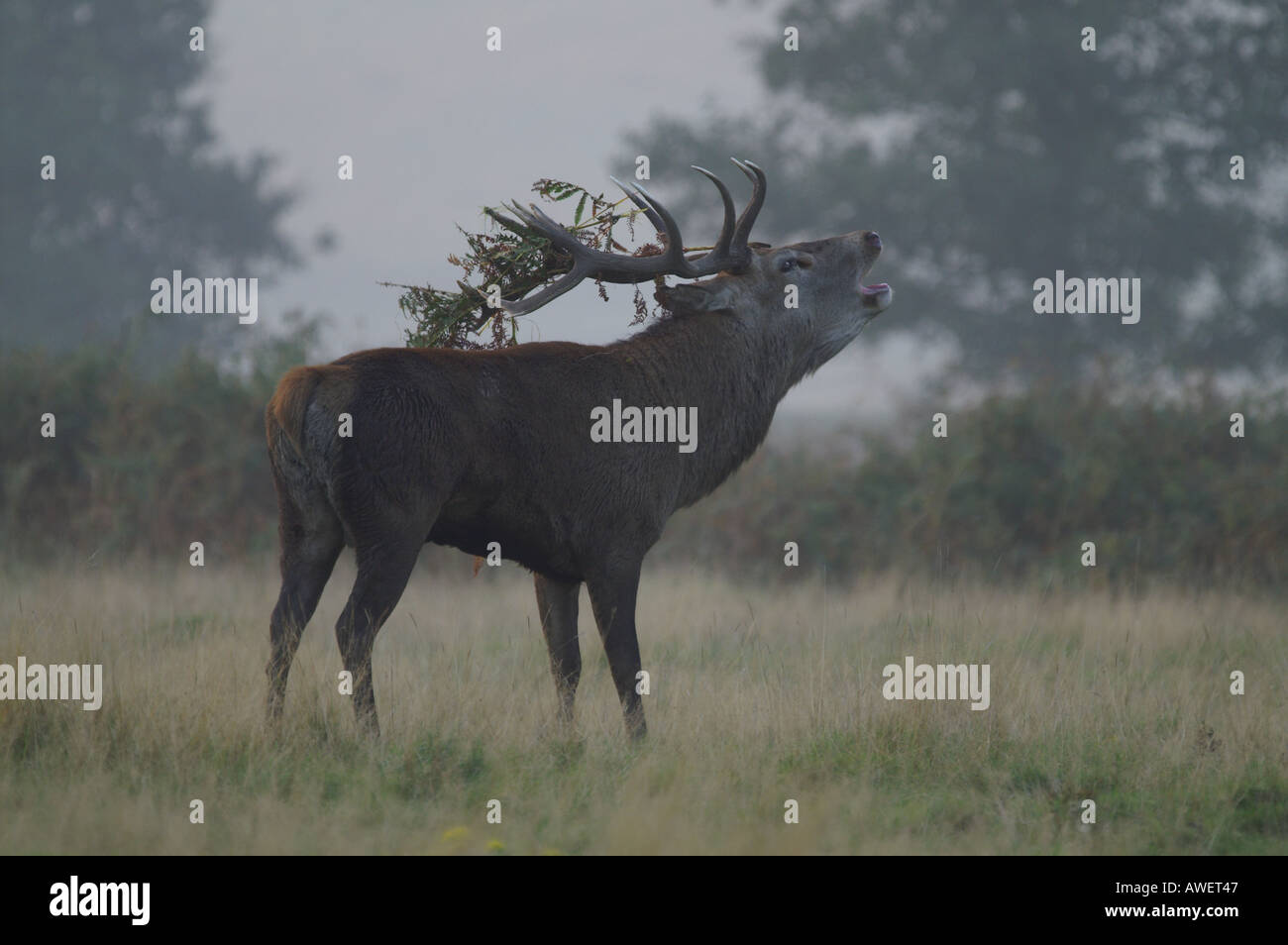 red deer stag with bracken on antlers as part of rut Cervus elaphus autumn 2005 Stock Photo