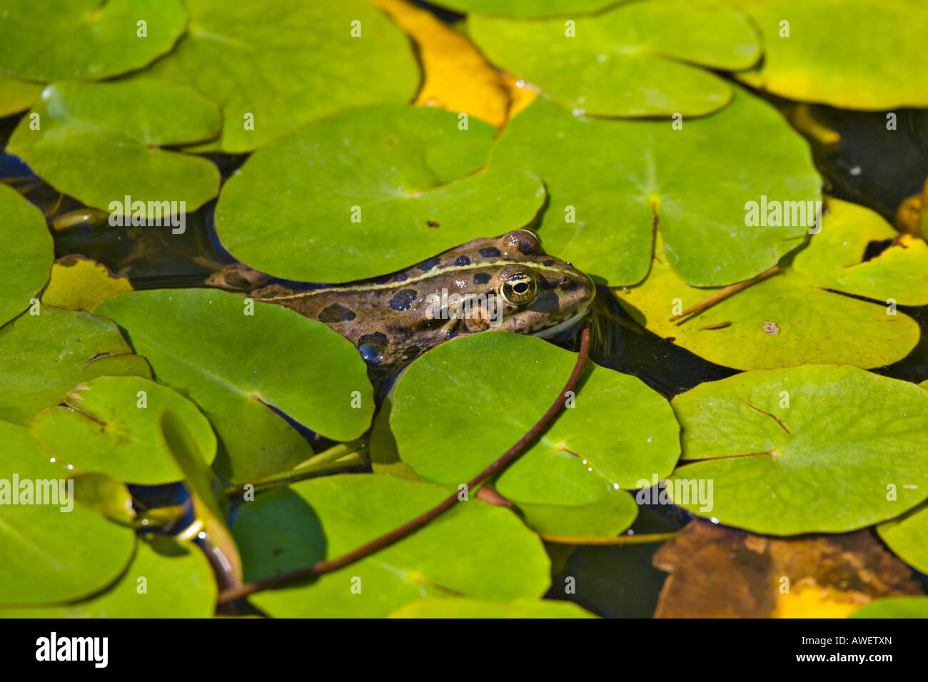 Edible Frog (Pelophylax kl. esculentus Stock Photo - Alamy