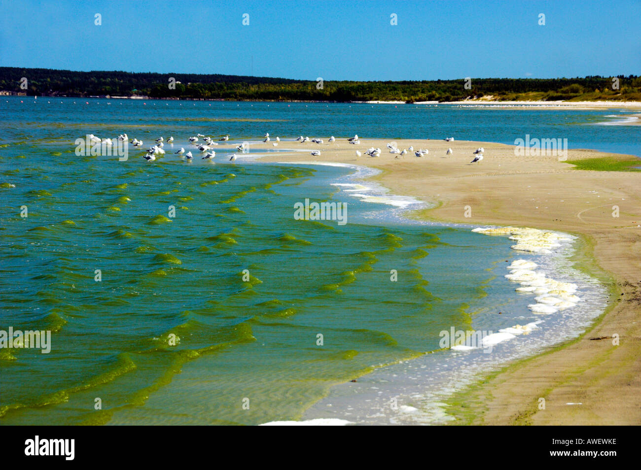 Blue green algae bloom at Grand Beach on Lake winnipeg Manitoba Canada
