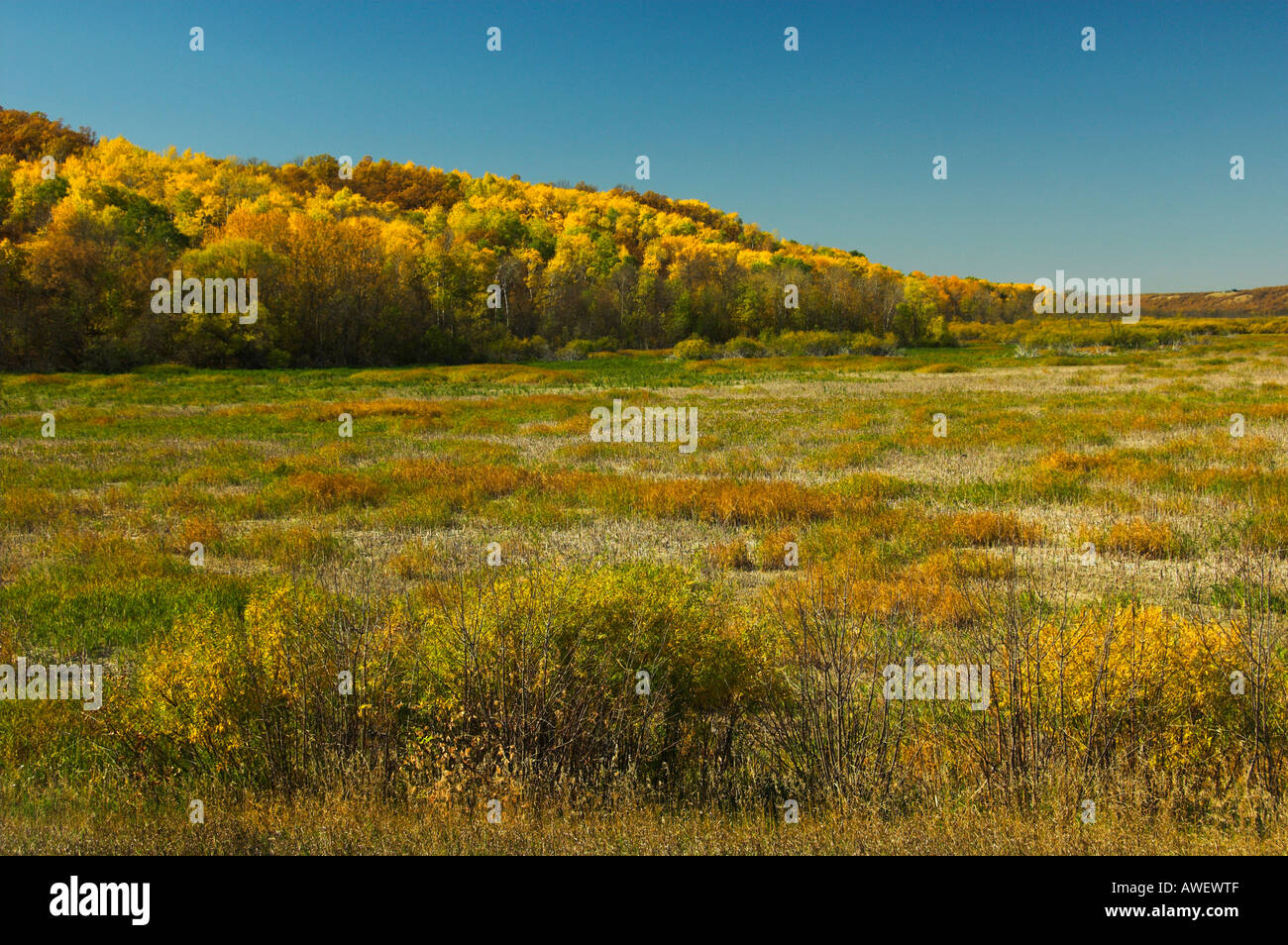 Fall foliage color in the Pembina River Valley near Snow Lake Manitoba